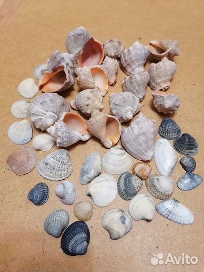 Ракушки морские