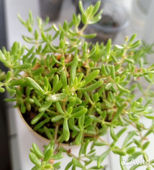 Суккуленты