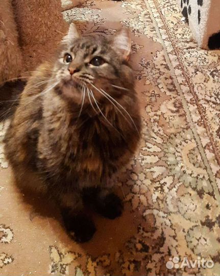 Кошечка Камилла ждёт вас