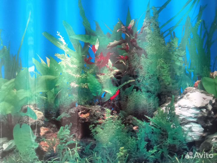 Фон (украшение) для аквариума