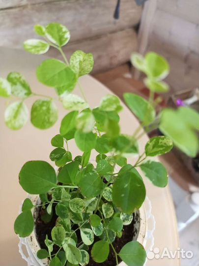 Филодендрон розовая