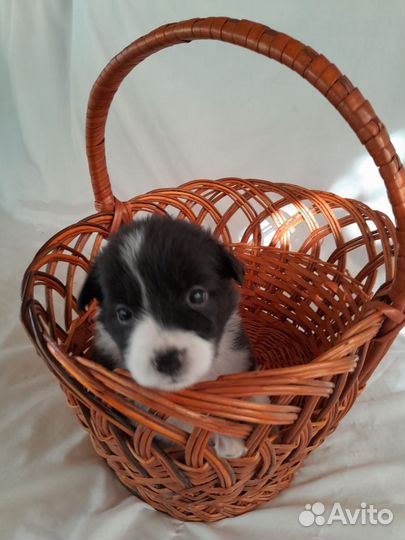 Щенки Бордер-колли