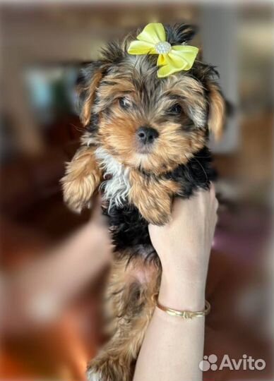 Йоркширский терьер щенки девочки
