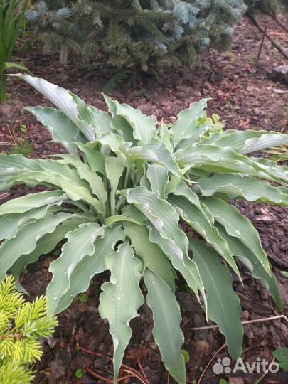 Хосты в ассортименте