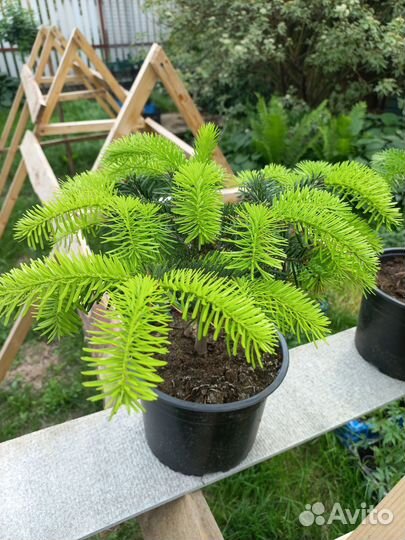 Пихта Нордмана