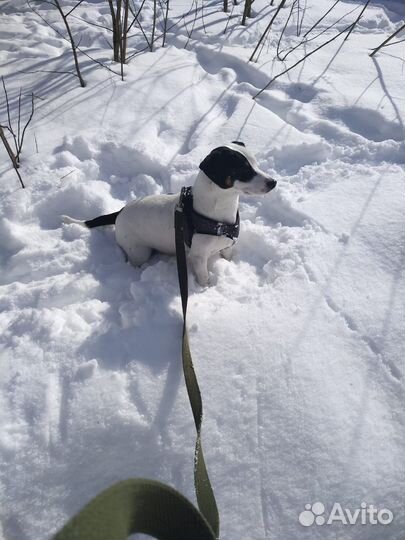 Собака для вязки