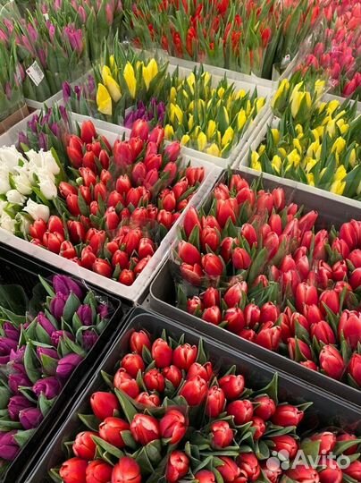 Тюльпаны оптом / Тюльпаны к 8 марта