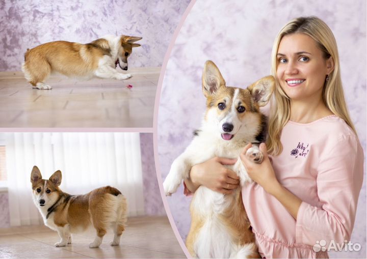 Зоогостиница — передержка в домашних условиях