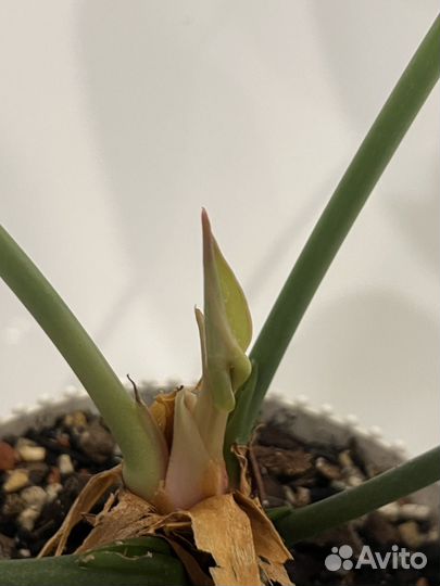 Антуриум кларинервиум