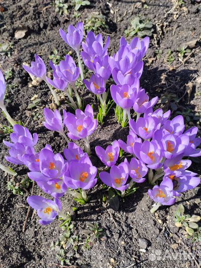 Многолетние садовые цветы, саженцы годжи