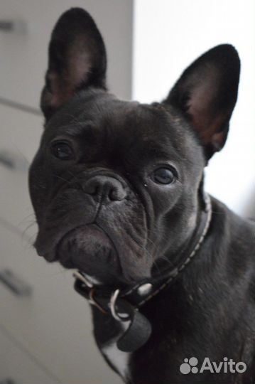 Французский бульдог