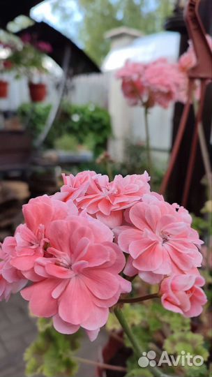 Пеларгония Cara Rosa