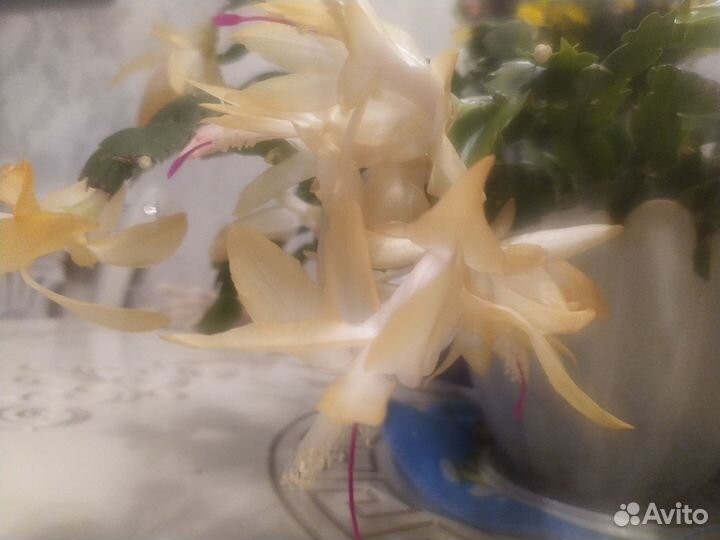 Декабрист/рипсадолис