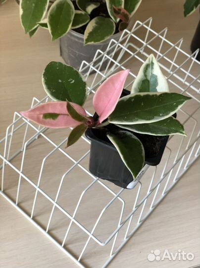 Хойя Кримсон Квин