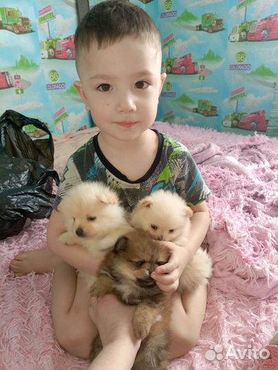 Померанский шпиц медвежьего типа