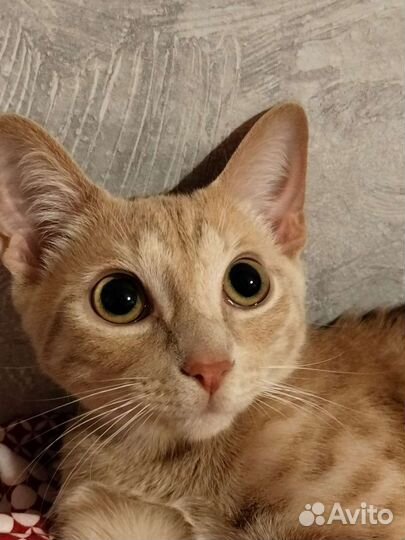 Отдаю кота в добрые руки