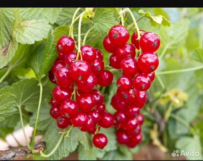 Красная смородина