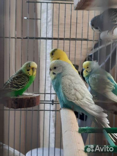 Птенцы попугай карелла