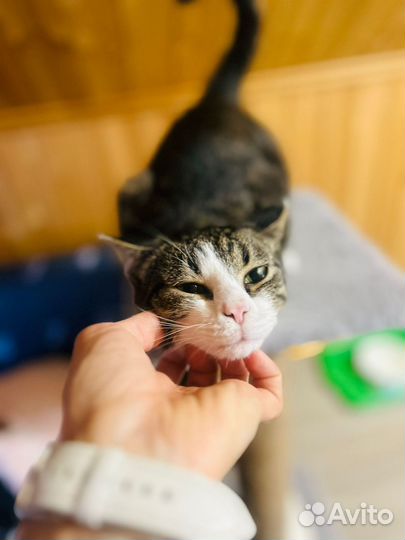 Милая кошечка ищет дом