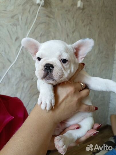 Продам чистокровных щенков французского бульдога