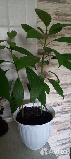 Комнатные растения цветы