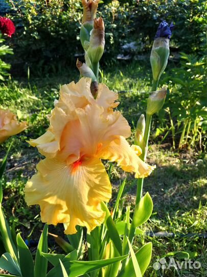 Ирисы бородатые сортовые