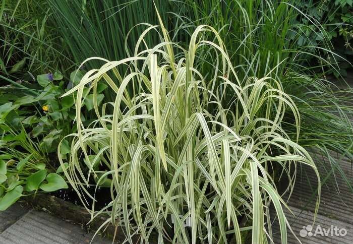 Злаки декоративные