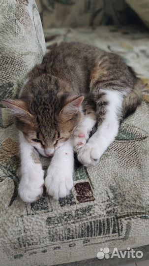 Котёнок в добрые руки