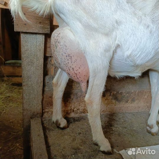 Коза молочная, козлята на племя