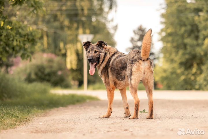 Чивас ищет дом