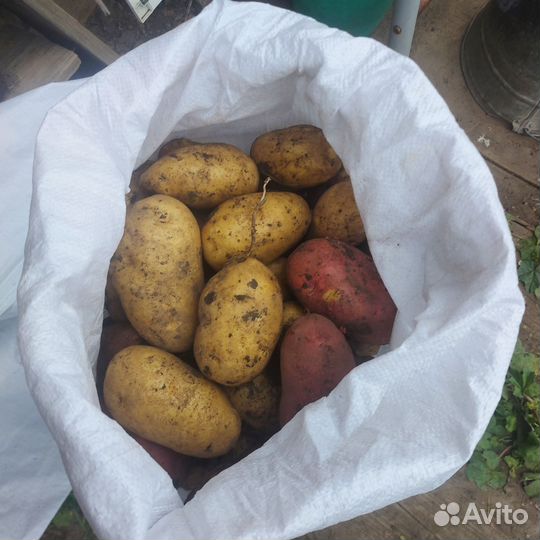 Картофель крупный