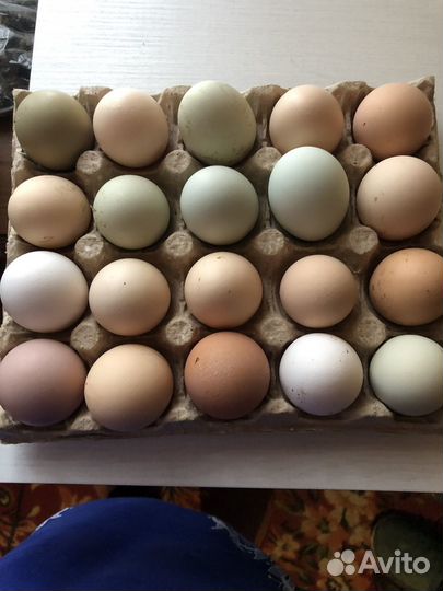 Инкубационное яйцо кур несушек