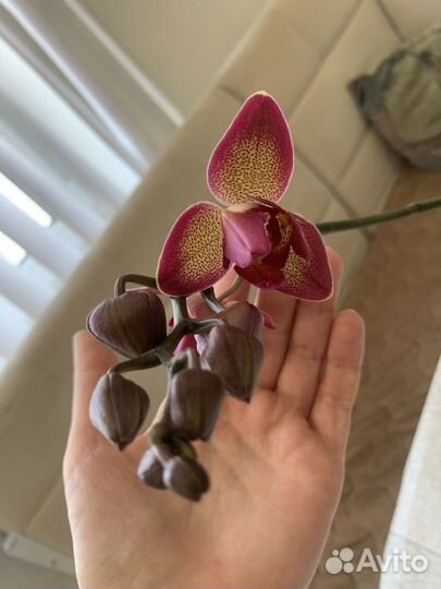 Даймон Кинг трилипс орхидея