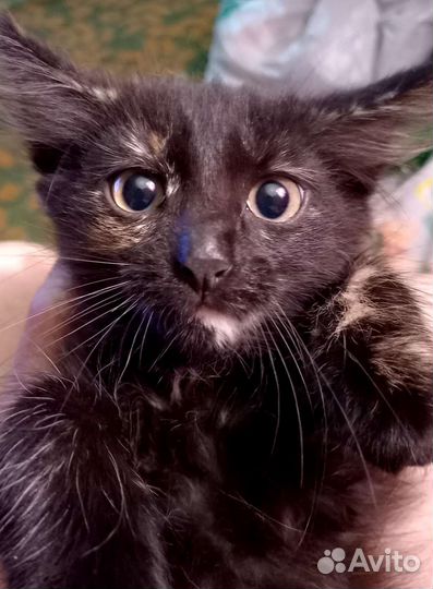 Кошка в дар бесплатно - в добрые руки