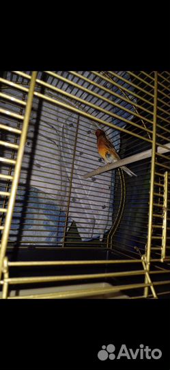 Гибрид щегол и канарейка