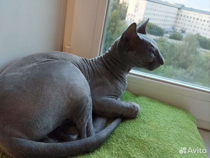 Донской сфинкс вязка