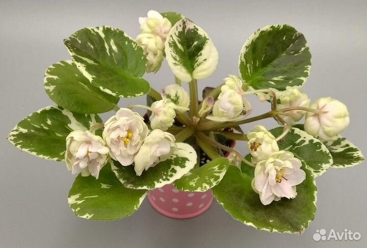 Мини фиалки