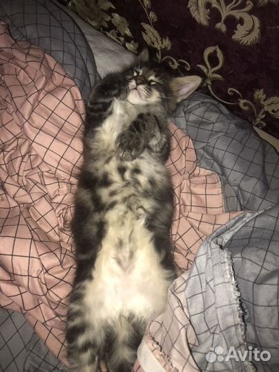 Котята Мейн -Кун