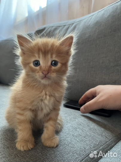 Котята рыжие бесплатно