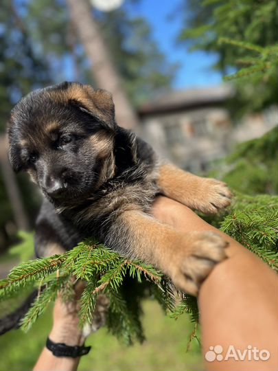 Немецкая овчарка