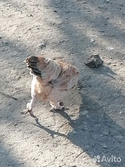 Петушки декоративные