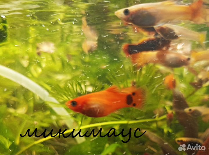 Яркие живородящие рыбки