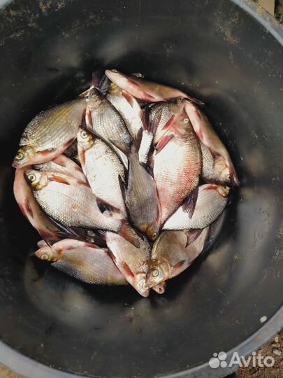 Свежая рыба