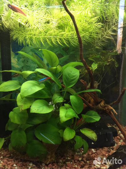 Улитка Хелена