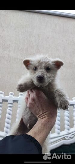 Щенок в добрые руки, медвеженок