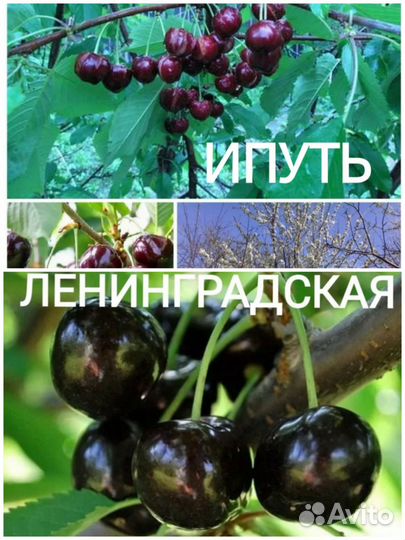 Саженцы черешни