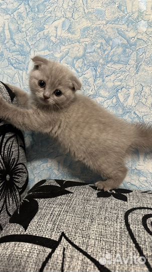 Британские котята