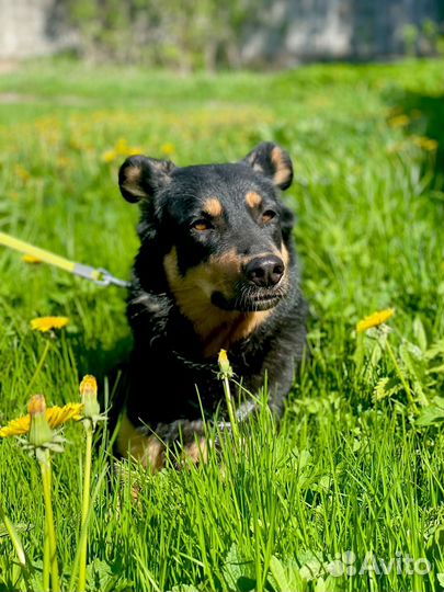 Босерон помесь