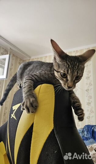 Отдам в добрые руки котёнка 3 месяца