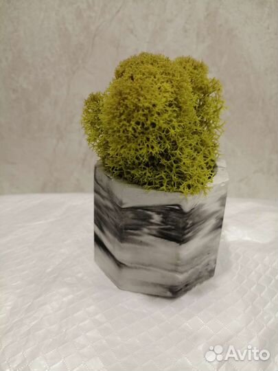 Кашпо и стабилизированный мох